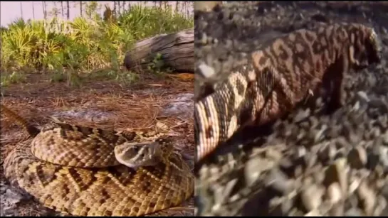 Кусать, жалить, убивать / National Geographic. Bite, Sting, Kill (2017)