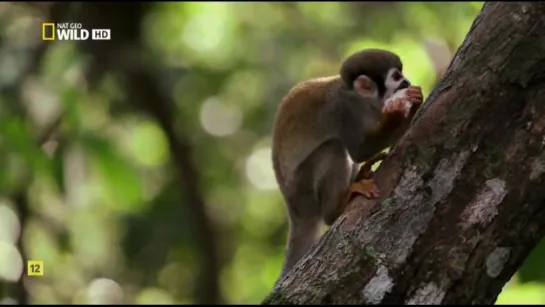 Скрытый мир Амазонки / Nat Geo Wild: Amazon Underworld (2016)