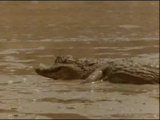 BBC. Жизнь животных: Крокодил / BBC The Wildlife Specials: Crocodile (2003)