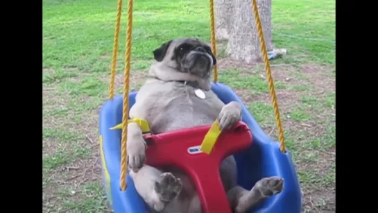 Pugs Are Awesome_ Compilation