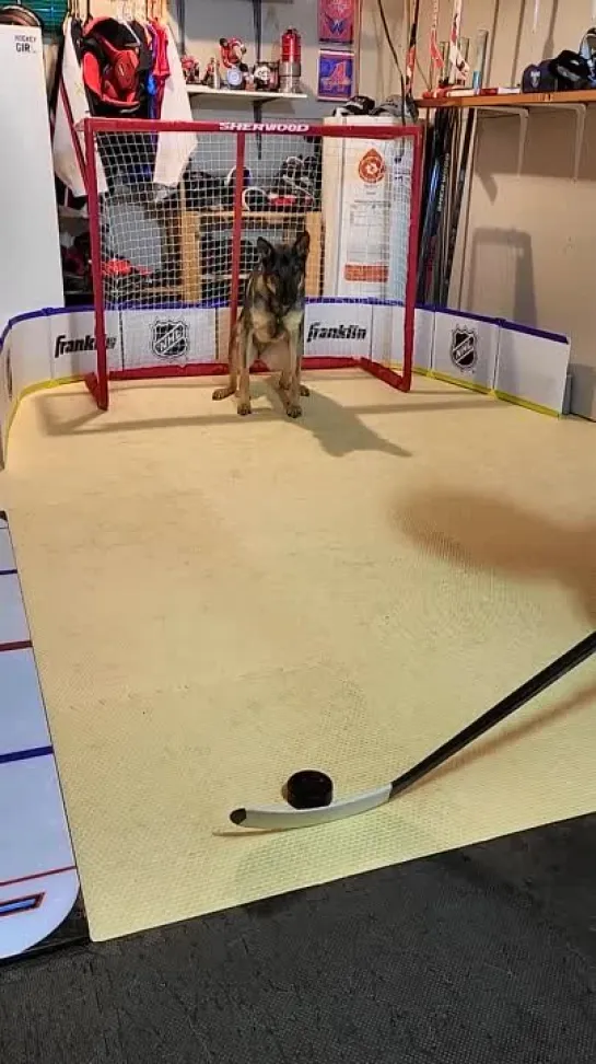 Dog Hockey Goalie Trick - Sports Tricks - Hockey Dog