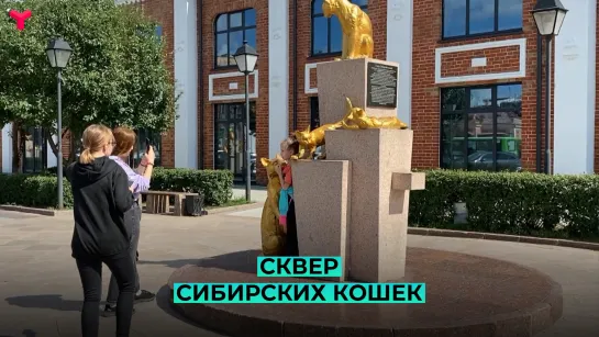 Сквер сибирских кошек