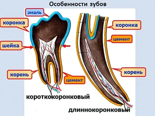 характеристика органов пищеварения; анатомия органов ротовой полости и глотки