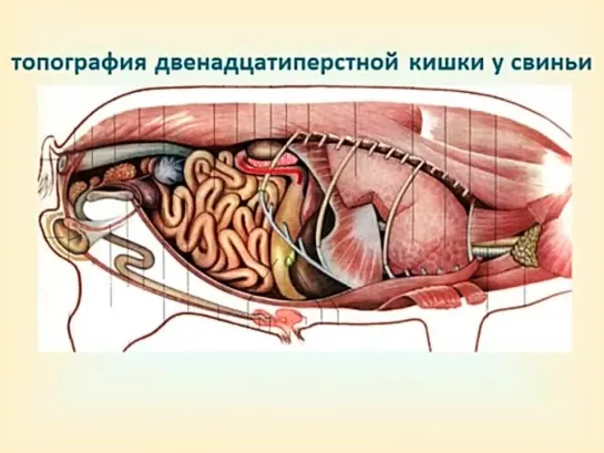 тонкий кишечник печень поджелудочная железа