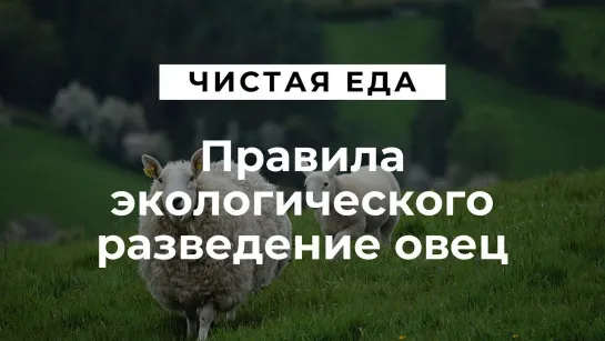 Правила экологического разведение овец \ Чистая еда