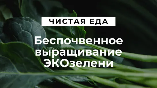 Беспочвенное выращивание ЭКОзелени // Чистая еда