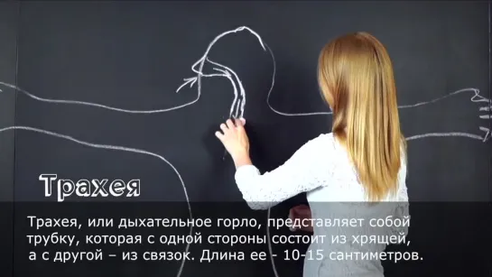 Дыхательная система человека | TutorOnline