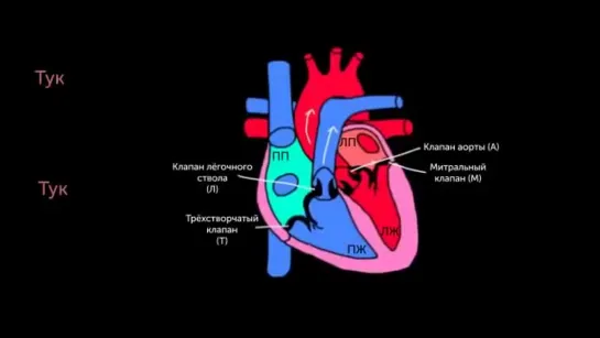 Тоны сердца