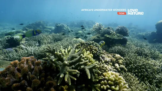 Африканские подводные чудеса 5 серия. Мелководье Базаруто / Africa's Underwater Wonders. Bazaruto shallows (2016)