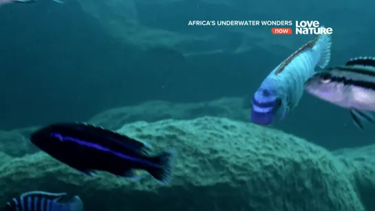 Африканские подводные чудеса 4 серия. Озеро Малави / Africa's UnderWater Wonders (2016)