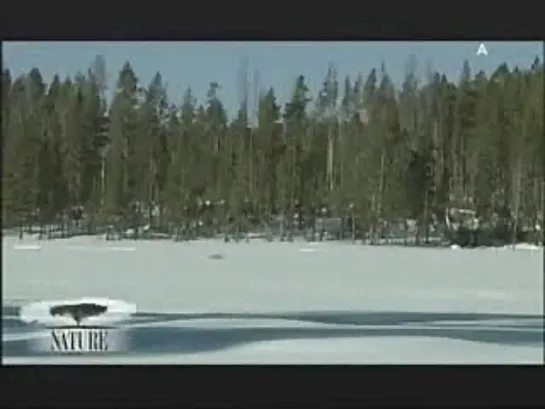 NATURE: Christmas in Yellowstone / Рождество в Йеллоустонском национальном парке (USA, 2006) — fox hunt (лис мышкует)