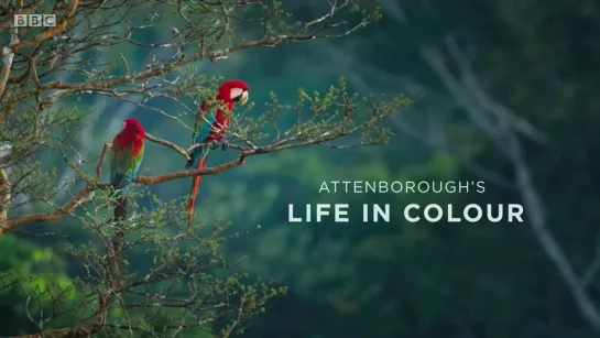 Жизнь в цвете с Дэвидом Аттенборо 2 серия / Life in Colour (2021)