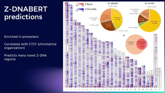 Application of transformers for sequences in bioinformatics.  Dmitriy Umerenkov, Sber.  Maria Poptsova, HSE University