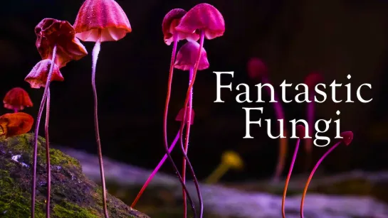 Фантастические грибы / Fantastic Fungi (2019) (познавательный, научно-популярный) 2160p