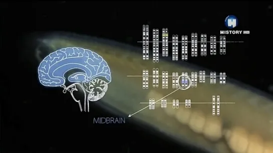 Внутренняя рыба (3) Внутренняя обезьяна / Your Inner Fish (2014) Нил Шубин