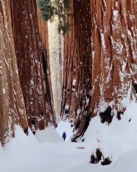 Walking in Sequoia National Park - California -