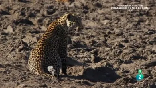 Grandes documentales - Leopardos pescadores