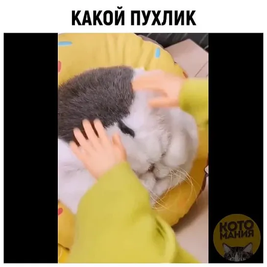 Котомания