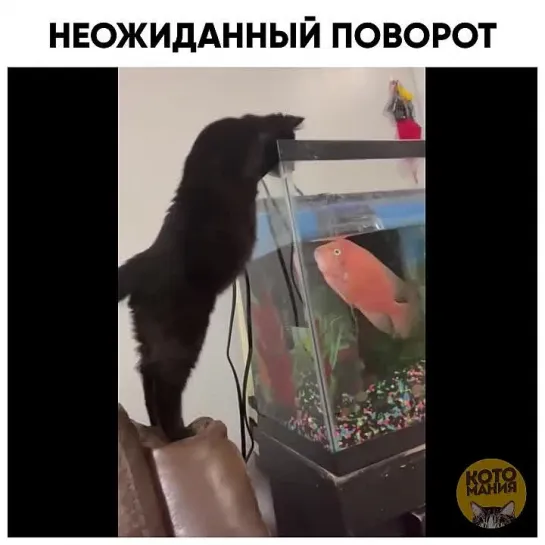 Неожиданный поворот