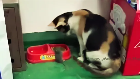 Кошка кормит Мышку | This cat is feeding a mouse