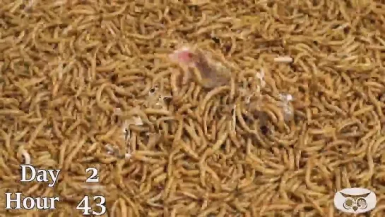 Are there things mealworms CAN'T eat