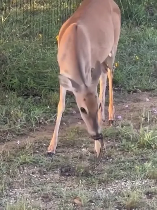 Brutal Bambi