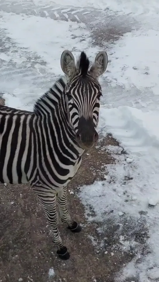 Видео от Типичный Нижний Новгород