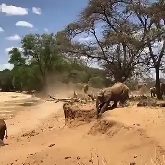 Слоники отдыхают.