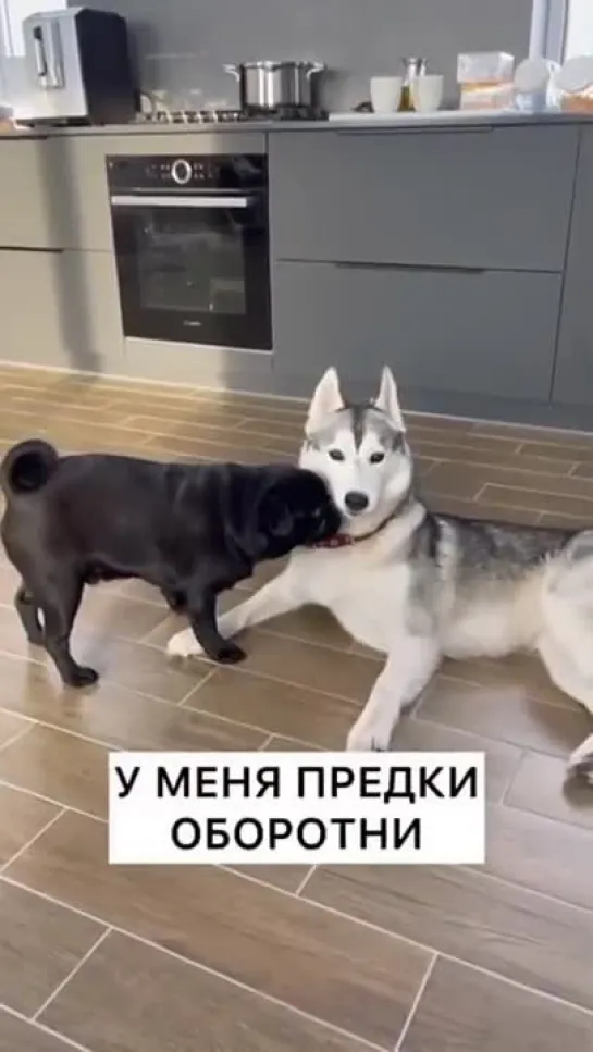 Собака подкатила.