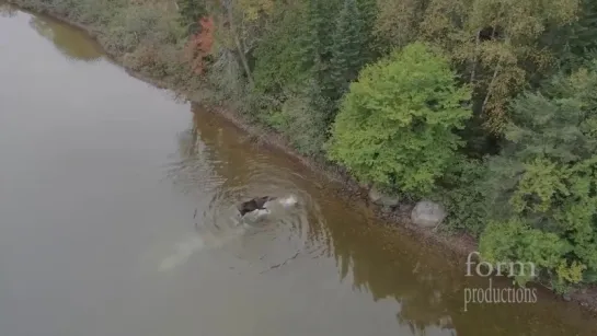 Northern Ontario Moose vs Wolf