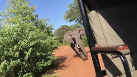 An elephant attacked our car! (In Chobe river national park)