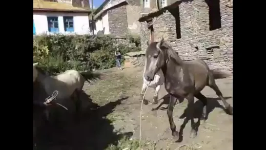 Лошадиные бои в кусуре