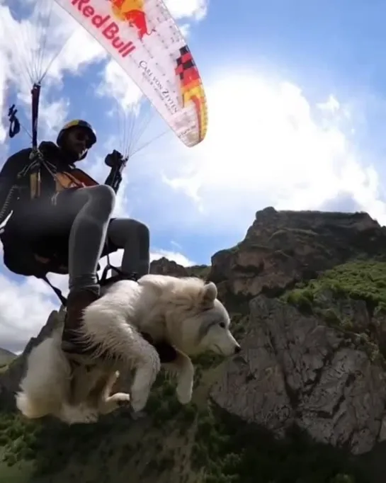 Egor Posokhin  | Paraglading with a dog