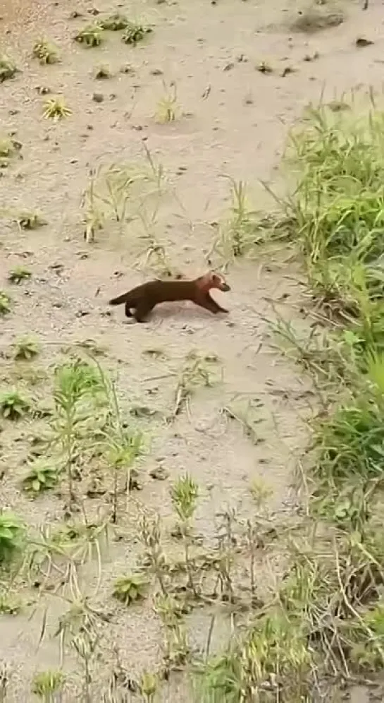 Видео от Вокруг света