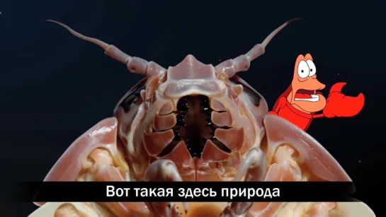 НА ДНИЩЕ МОРСКОМ (Пародия на Русалку)