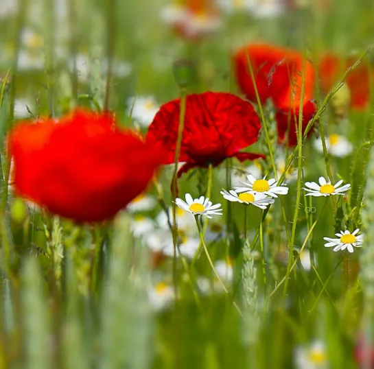 🍓🌸🌹🌷💐🌼🌺☘ Тебе на страничку! ☘🌺🌼💐🌷🌹🌸🍓