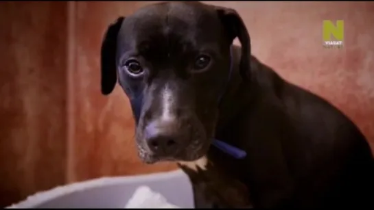 Док.сериал "Из любви к собакам / Paul O’Grady For the Love of Dogs." (2013)(Великобритания)