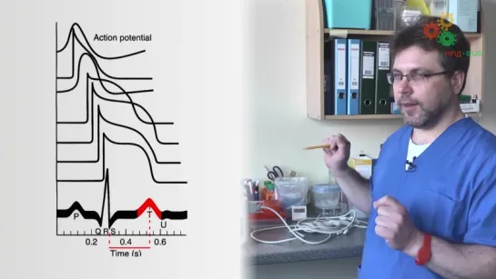 25. Физиология человека. Электрокардиограмма (М. Ловать)