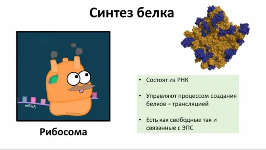 8. Строение клетки