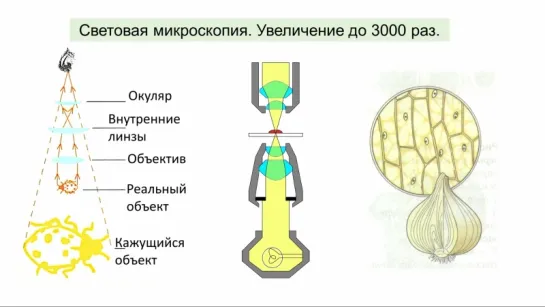 7. Клеточная теория