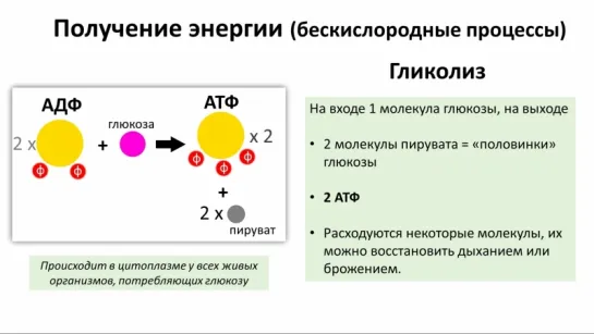 6. АТФ и энергетика клетки