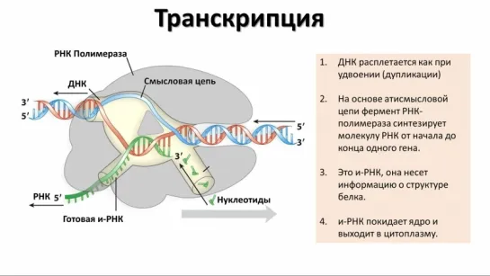 5. РНК и синтез белка