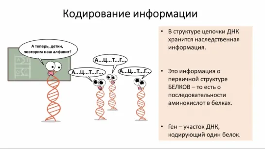 4. Нуклеиновые кислоты - ДНК