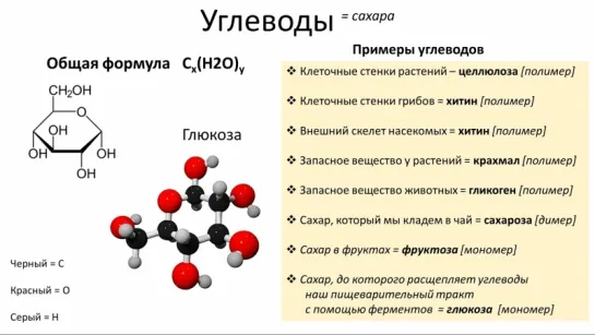 2. Химия клетки - органика I