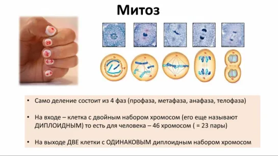 9. Митоз