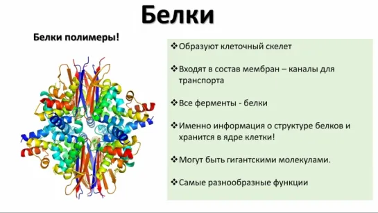 3. Химия клетки - органика II