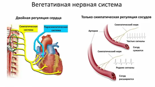 7. Анатомия и физиология-Нервная система  автономная + заболевания