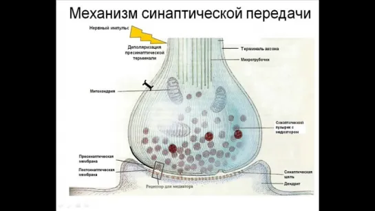 Фильм_синапсы. Стрихнин + Диплацин