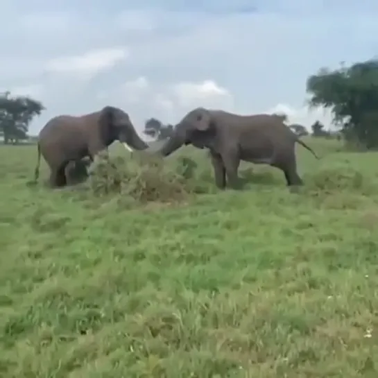 Видео от Выживший