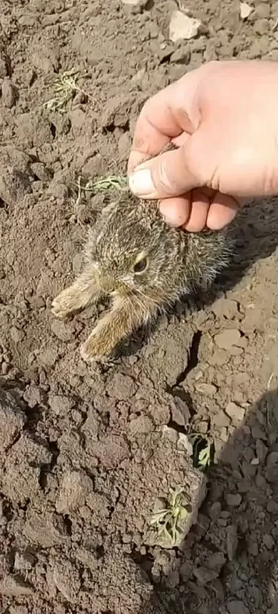 Бойкий зайчонок в поле